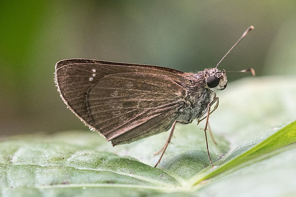 Lerema sp_8983