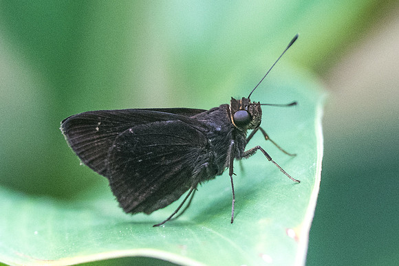 Eutychide sp id?_9032