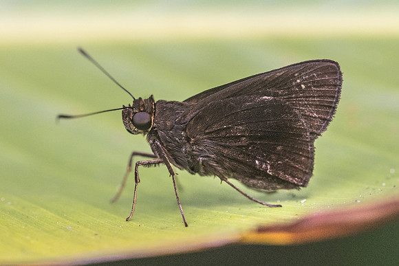 Eutychide sp id?_9053