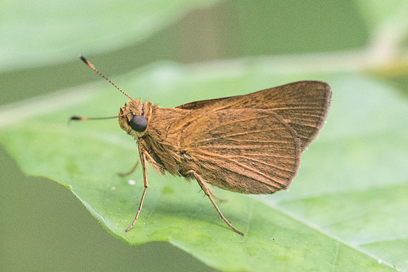 DSC_9951