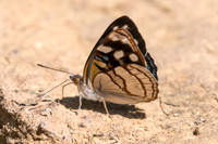 Dynamine tithia tithia-4699