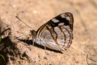 Dynamine tithia tithia-4704