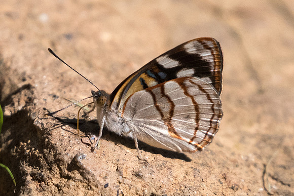 Dynamine tithia tithia-4704