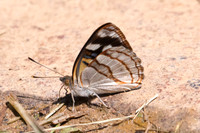 Dynamine tithia tithia-4882