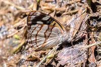 Dynamine tithia tithia-5055
