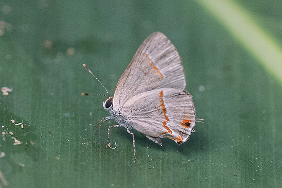 Electrostrymon endymion id--0543