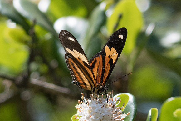 Eueides isabella dianasa-4194