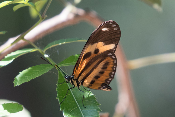 Eueides isabella dianasa-3801