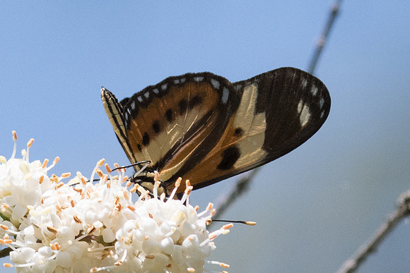 Eueides isabella dianasa-4196