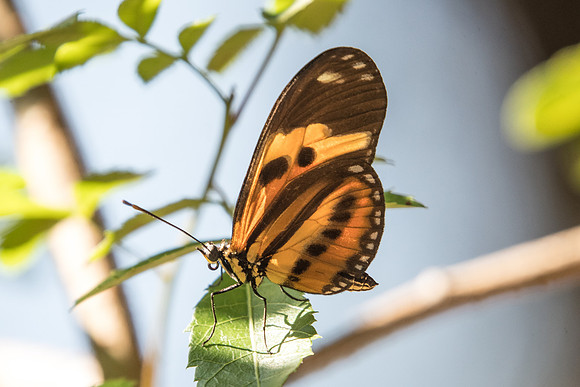 Eueides isabella dianasa-3828