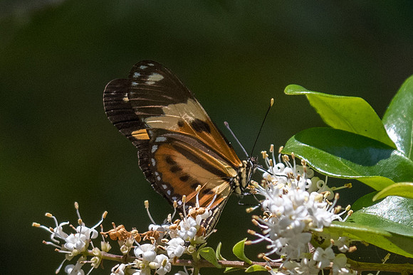 Eueides isabella dianasa-4211