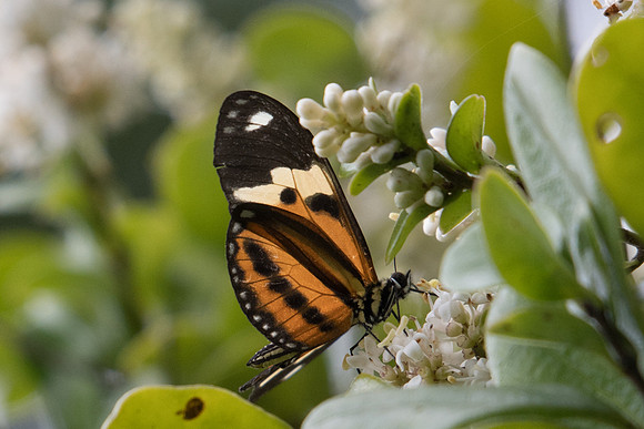 Eueides isabella dianasa-6384