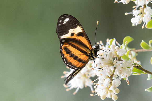 Eueides isabella dianasa-6270