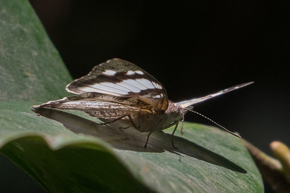 Eunica margarita-4909