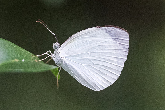 Eurema albula-0066  - Recife olinda - 10/10/21