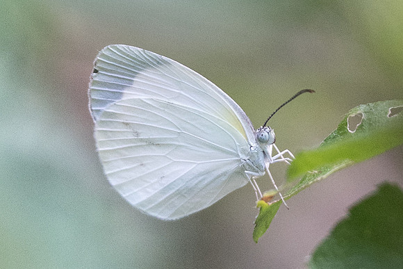 Eurema albula-1070 - Recife olinda - 13/10/21