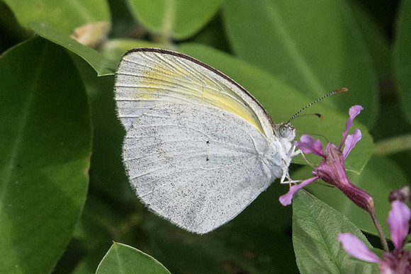 Eurema elathea elathea-8358 - Rio de Janeiro - 7/10/21