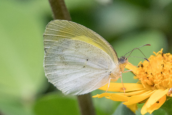 Eurema elathea elathea-8331 - Rio de Janeiro - 7/10/21