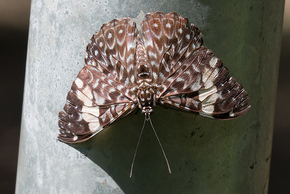 Hamadryas amphinome amphinome-4154
