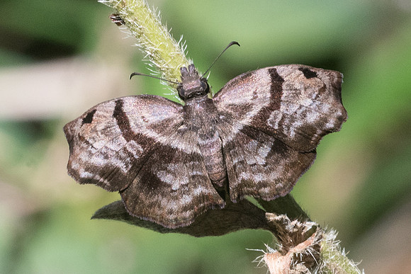 Helias phalaenoides palpalis-2422