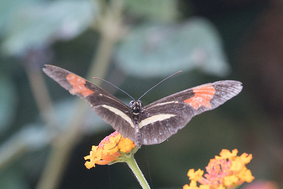 Heliconius besckei - 1049