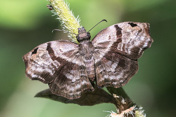 Helias phalaenoides palpalis-2439
