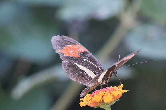 Heliconius besckei - 1061