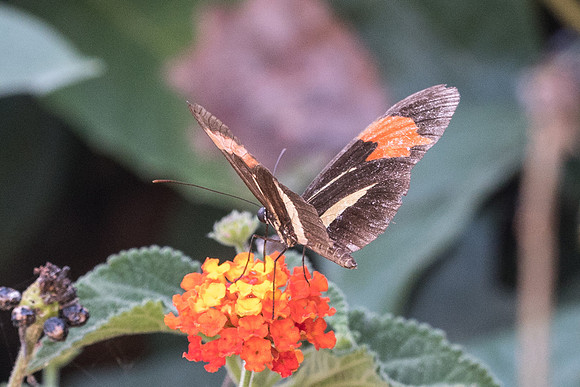 Heliconius besckei - 1063