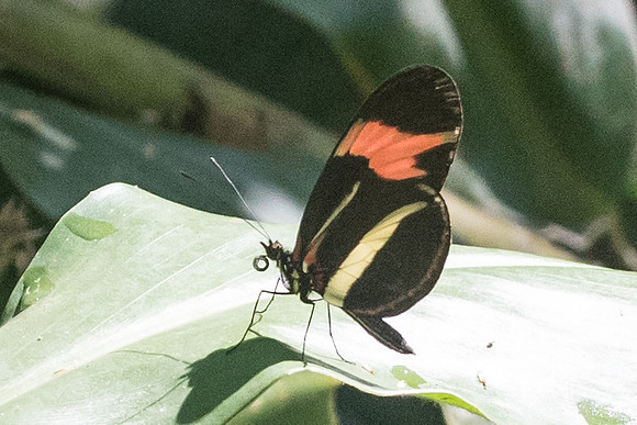 Heliconius besckei-4428