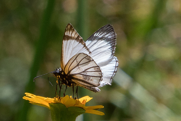 Heliopetes arsalte-4898