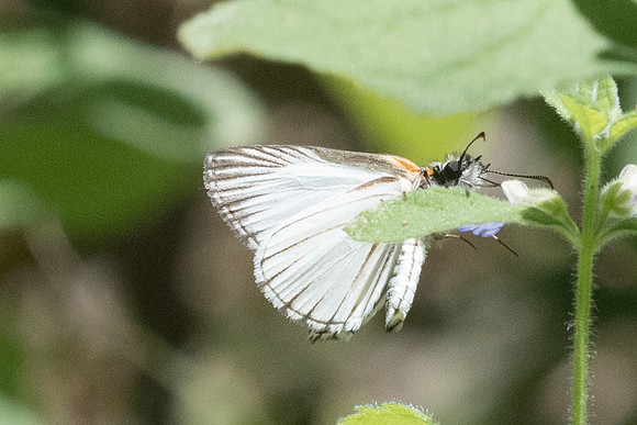 Heliopetes arsalte-2726