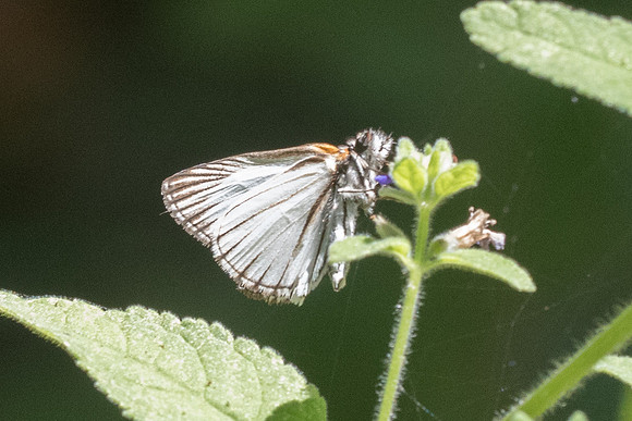 Heliopetes arsalte-2717