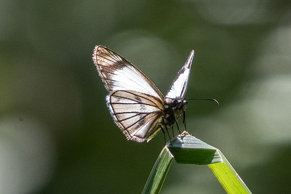 Heliopetes arsalte-5033
