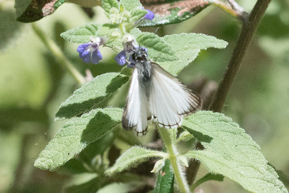Heliopetes arsalte-2712