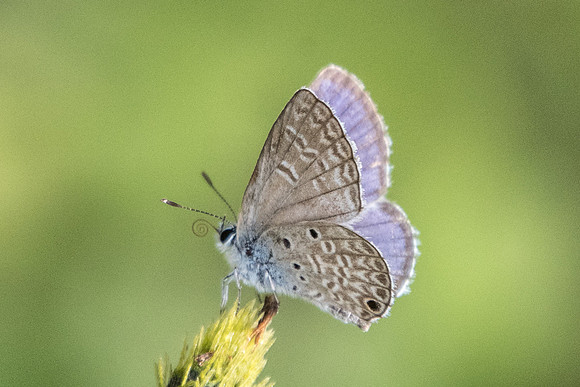Hemiargus ceraunus-8298