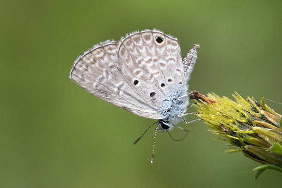 Hemiargus ceraunus-8295