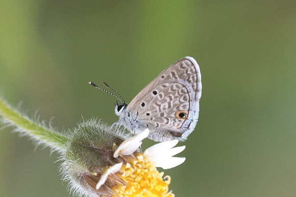 Hemiargus ceraunus-9757