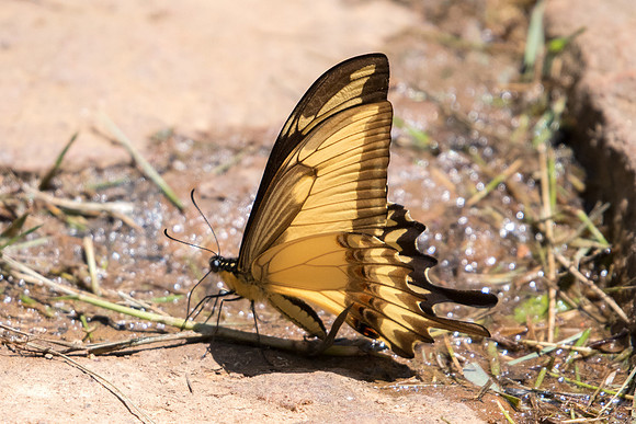 Heraclides astyalus-5178 - Sao Paulo (Jardim Botanico) - 23/10/21