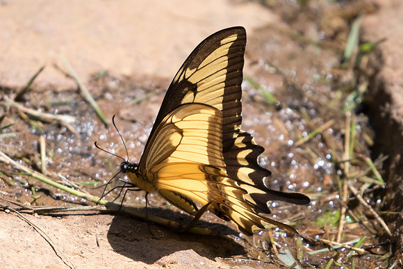 Heraclides astyalus-5179 - Sao Paulo (Jardim Botanico) - 23/10/21