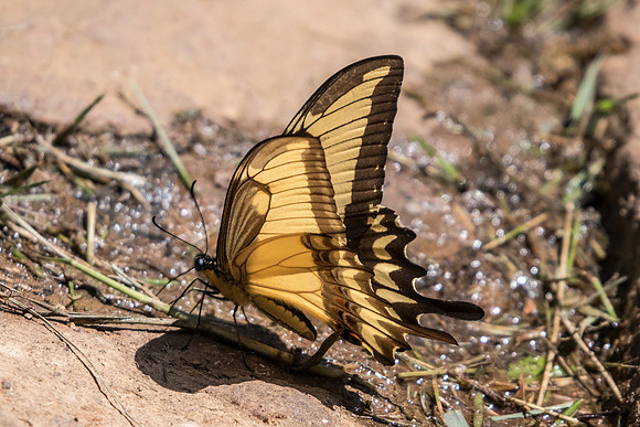 Heraclides astyalus-5181 - Sao Paulo (Jardim Botanico) - 23/10/21