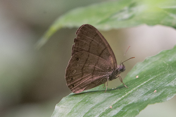 Hermeuptychia atalanta id--8399