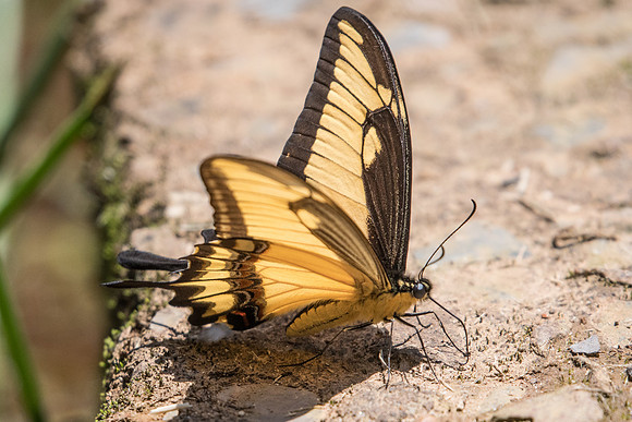 Heraclides astyalus-5187 - Sao Paulo (Jardim Botanico) - 23/10/21