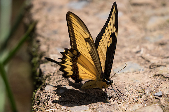 Heraclides astyalus-5188- Sao Paulo (Jardim Botanico) - 23/10/21