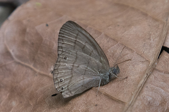 Hermeuptychia atalanta id--8408