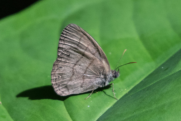 Hermeuptychia atalanta id--8400