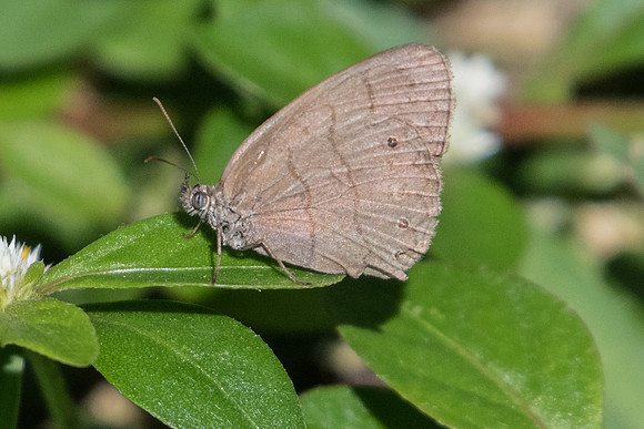 Hermeuptychia hermes id --3851