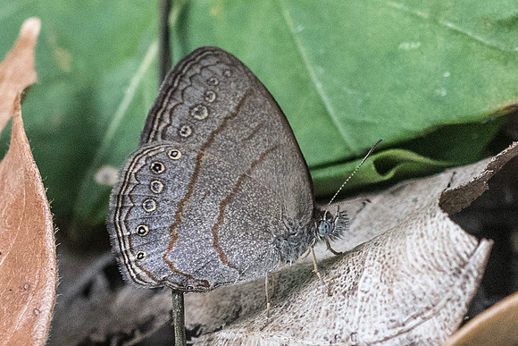 Hermeuptychia hermes id--2007
