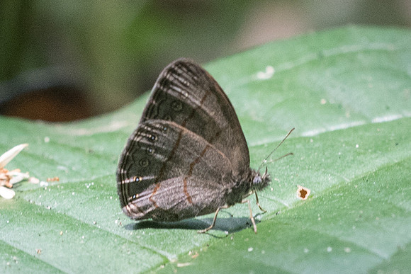 Hermeuptychia hermes id--2014