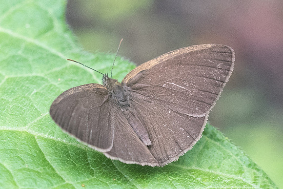 Hermeuptychia hermes id--7865