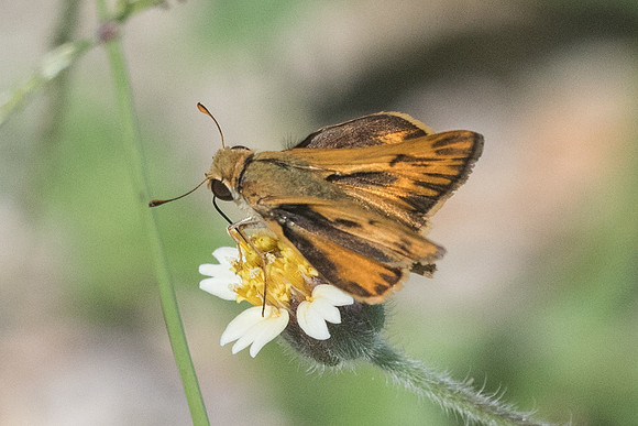 Hylephila phyleus-0622